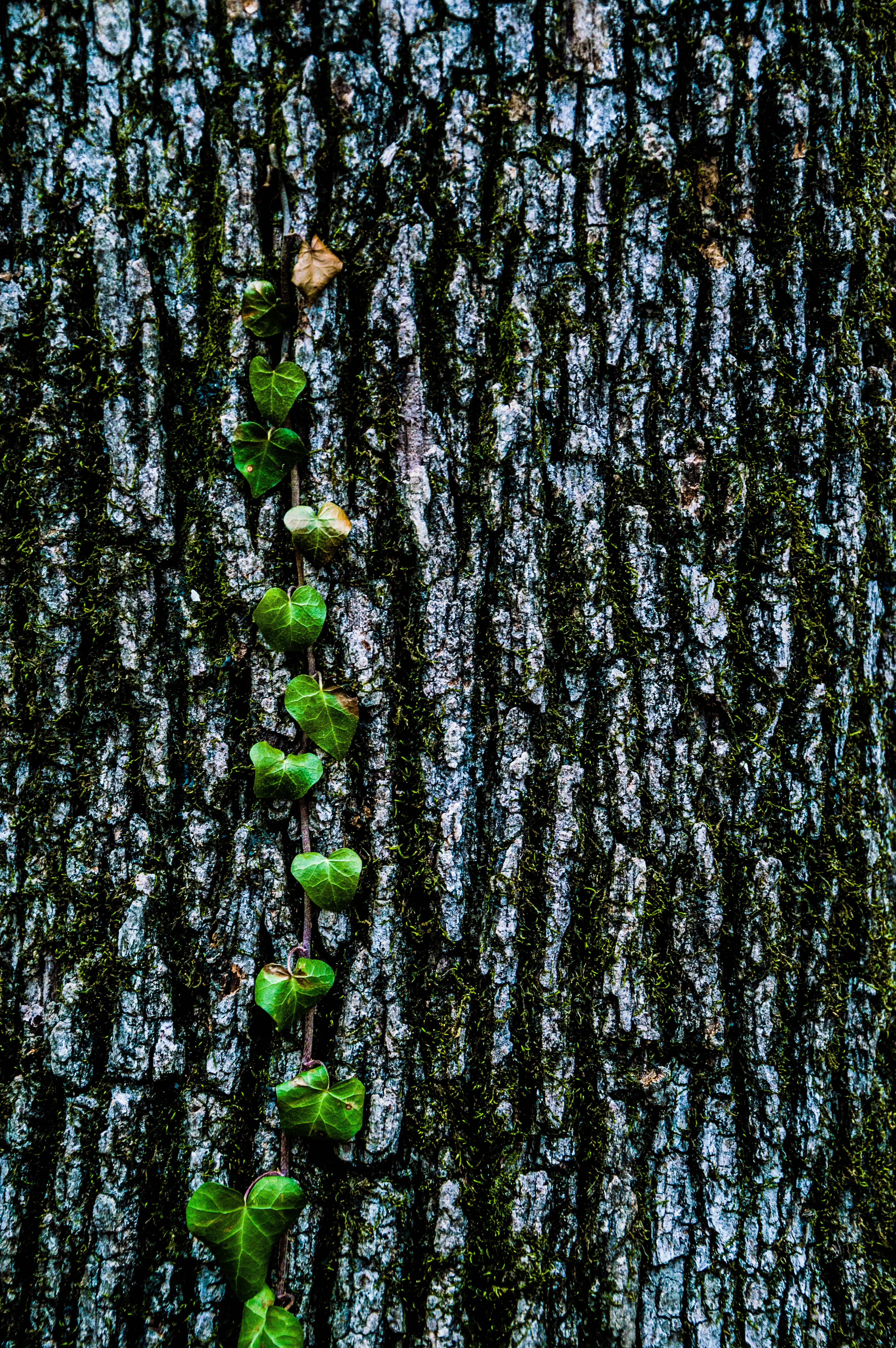 Tree Bark & Vine